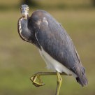 Tricolored Heron